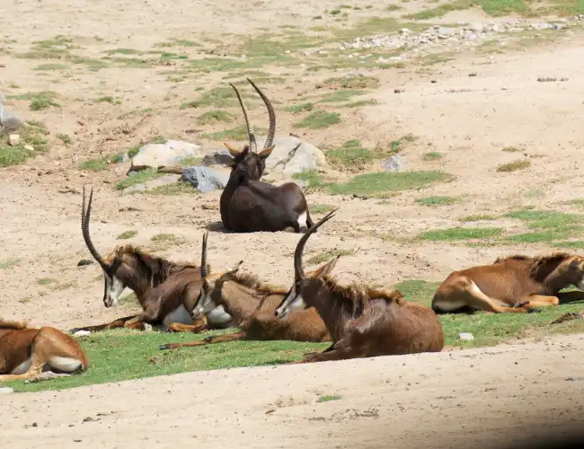 Gambella National Park